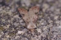 Agrotis puta
