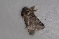 Thaumetopoea processionea