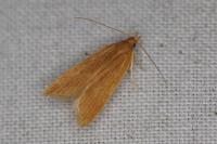 Helcystogramma rufescens