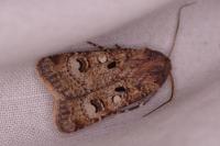 Agrotis trux