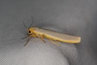 Manulea complana
