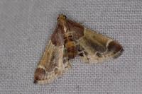 Pyralis farinalis