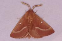 Lasiocampa trifolii