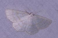 Cabera exanthemata