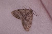 Tephronia sepiaria