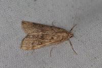 Parapoynx stratiotata