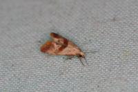Falseuncaria ruficiliana