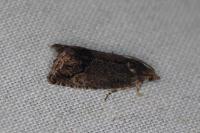 Cydia splendana