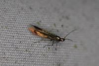 Coleophora