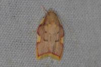 Carcina quercana
