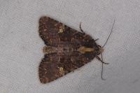 Mesapamea secalella/secalis