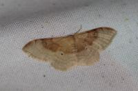 Idaea degeneraria
