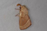 Lasiocampa trifolii