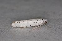 Yponomeuta