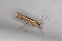 Ancylolomia tentaculella