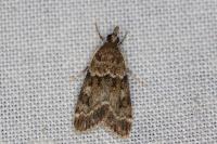 Eudonia mercurella