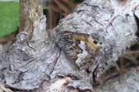 Hipparchia semele