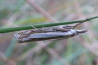 Crambus pascuella
