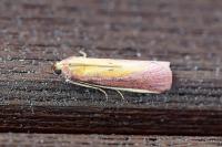 Oncocera semirubella