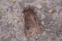 Agrotis bigramma