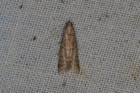 Ephestia