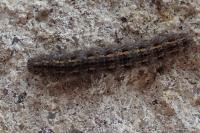 Manulea complana