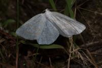 Cabera exanthemata