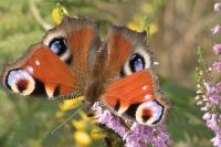 Aglais io