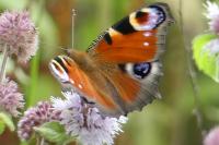 Aglais io