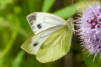 Pieris napi