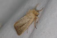 Sesamia nonagrioides