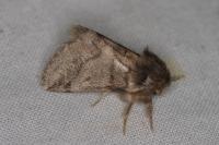 Thaumetopoea processionea