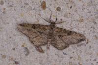 Peribatodes rhomboidaria