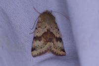 Heliothis viriplaca