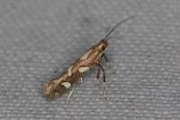 Calybites phasianipennella