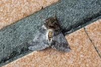 Thaumetopoea processionea