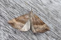 Hypena proboscidalis