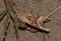 Phlogophora meticulosa