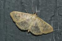 Patania ruralis