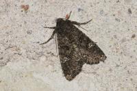 Mamestra brassicae