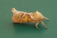 Triodia sylvina