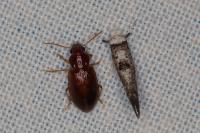 Paraswammerdamia albicapitella