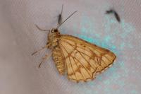 Chiasmia clathrata
