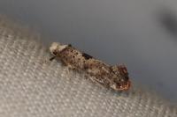 Paraswammerdamia albicapitella