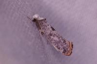 Paraswammerdamia albicapitella