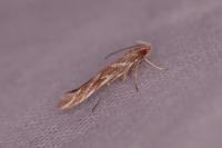 Pyroderces argyrogrammos