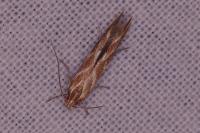 Pyroderces argyrogrammos