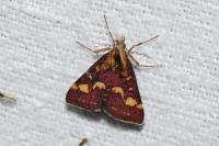 Pyrausta purpuralis