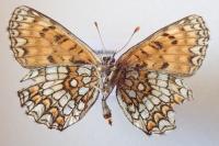Melitaea celadussa