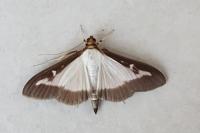 Cydalima perspectalis